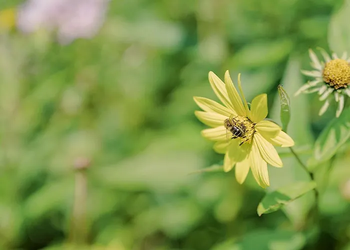 Cashel House Hotel 4*